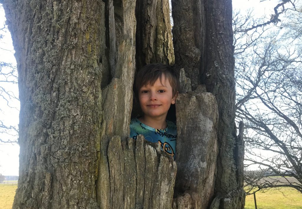 Hugo i ett träd
