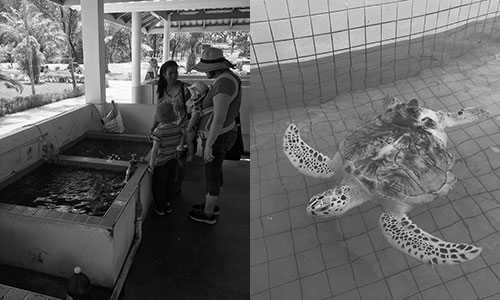 Sköldpaddecenter i Khao Lak