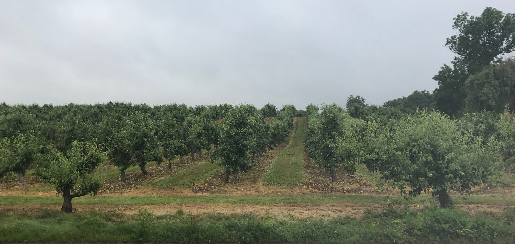 Äppelträd i Kivik