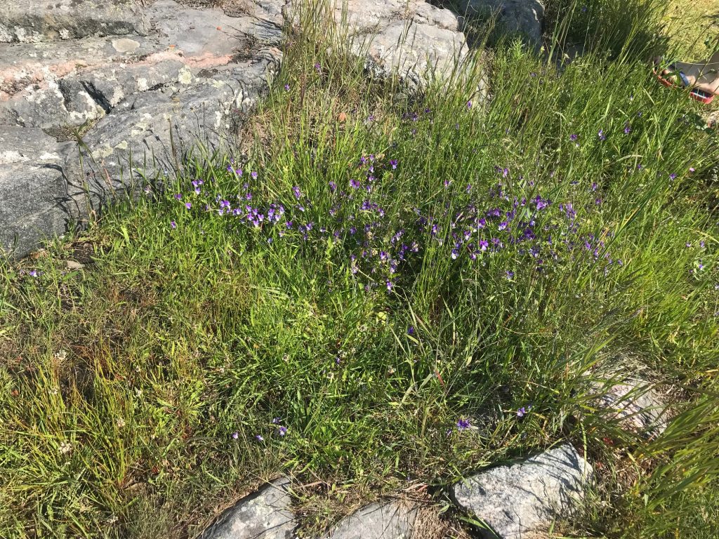 Blommor i en klippskreva på Landsort